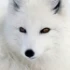 Avatar de novix