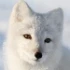 Avatar de fastcore