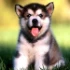 Avatar de spinflex