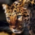 Avatar de luckflow